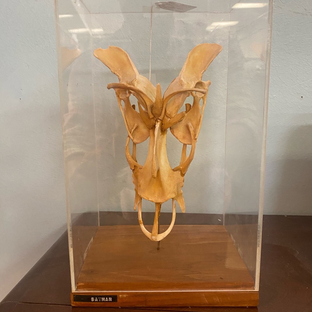 Oddities bone sculpture